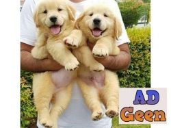 used Excellent Superb Class Quality Golden Retriever Pups For Sale TrustDogsales. 9899803008 for sale 